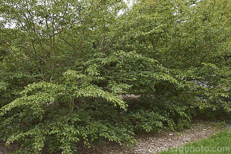 Korean Hornbeam or Turczaninov's Hornbeam (<i>Carpinus turczaninowii</i>), a deciduous tree to 8m tall, often with a shrubby habit when young. It has bronze young growth and often turns to gold and orange shades in autumn. Although not often seen in gardens, it is popular for bonsai work. Order: Fagales, Family: Betulaceae