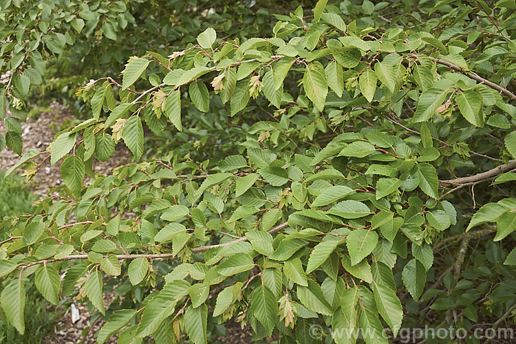 Korean Hornbeam or Turczaninov's Hornbeam (<i>Carpinus turczaninowii</i>), a deciduous tree to 8m tall, often with a shrubby habit when young. It has bronze young growth and often turns to gold and orange shades in autumn. Although not often seen in gardens, it is popular for bonsai work. Order: Fagales, Family: Betulaceae