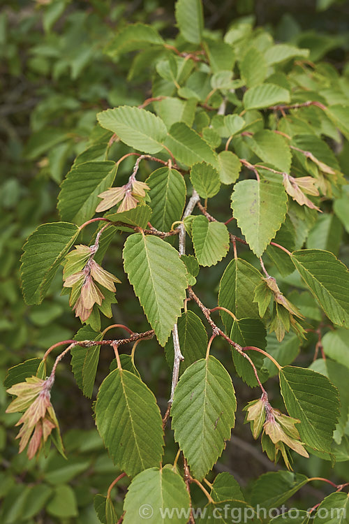 Korean Hornbeam or Turczaninov's Hornbeam (<i>Carpinus turczaninowii</i>), a deciduous tree to 8m tall, often with a shrubby habit when young. It has bronze young growth and often turns to gold and orange shades in autumn. Although not often seen in gardens, it is popular for bonsai work. Order: Fagales, Family: Betulaceae