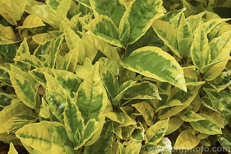 Aucuba japonica 'Sulphurea. Marginata', a Japanese Laurel cultivar with boldly variegated foliage. The leaves have broad yellow edges but this colour only develops fully in sunlight; shaded leaves showing a subtler variegation pattern in two shades of green 'Sulphurea. Marginata' is a female plant with red fruit. aucuba-2280htm'>Aucuba. <a href='garryaceae-plant-family-photoshtml'>Garryaceae</a>.