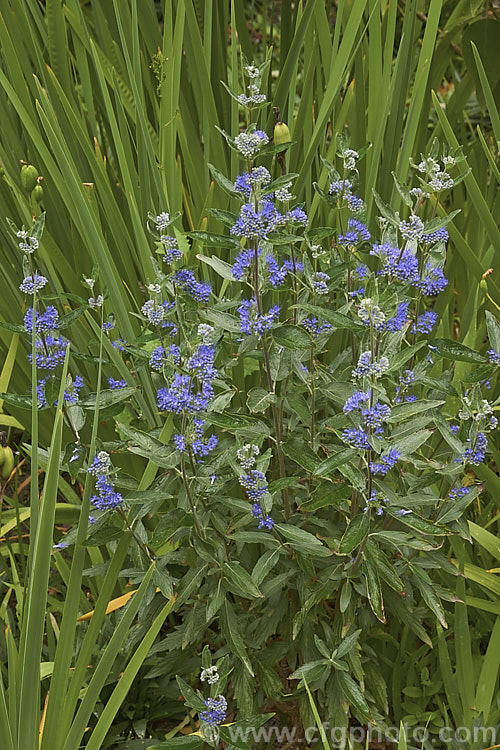 Bluebeard or Blue Spiraea (<i>Caryopteris x clandonensis [Caryopteris incana x Caryopteris mongholica]), a 15m tall, summer-flowering deciduous shrub that is a hybrid between two northAsian species. caryopteris-2771htm'>Caryopteris.