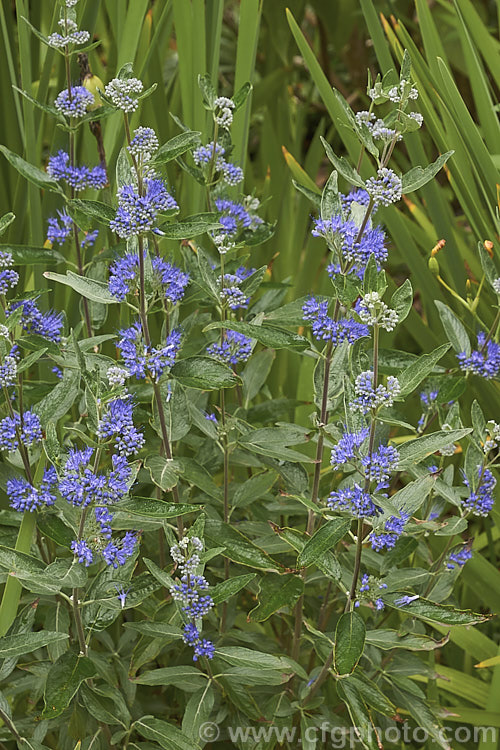 Bluebeard or Blue Spiraea (<i>Caryopteris x clandonensis [Caryopteris incana x Caryopteris mongholica]), a 15m tall, summer-flowering deciduous shrub that is a hybrid between two northAsian species. caryopteris-2771htm'>Caryopteris.