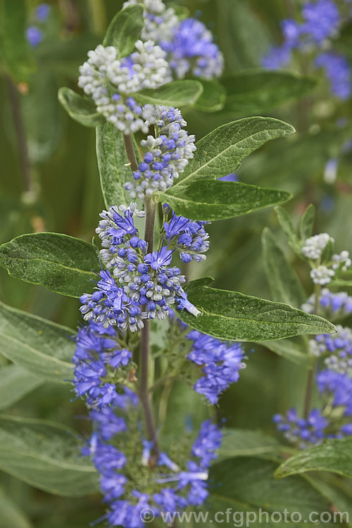 Bluebeard or Blue Spiraea (<i>Caryopteris x clandonensis [Caryopteris incana x Caryopteris mongholica]), a 15m tall, summer-flowering deciduous shrub that is a hybrid between two northAsian species. caryopteris-2771htm'>Caryopteris.