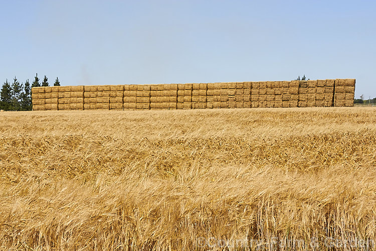 A field of ripe, ready to harvest barley with a large haystack in the background. Barley (<i>Hordeum vulgare</i>), along with wheat, maize and oats, is a major grain crop. It is widely used in animal feeds and its main use for human consumption is in producing malt and as an ingredient in multi-grain foods. Its germination time is just 1-3 days and the crop matures quite quickly, making it a better proposition in areas too cold for wheat or maize. hordeum-2292htm'>Hordeum. .