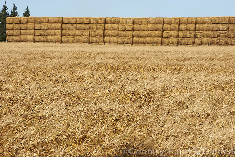 A field of ripe, ready to harvest barley with a large haystack in the background. Barley (<i>Hordeum vulgare</i>), along with wheat, maize and oats, is a major grain crop. It is widely used in animal feeds and its main use for human consumption is in producing malt and as an ingredient in multi-grain foods. Its germination time is just 1-3 days and the crop matures quite quickly, making it a better proposition in areas too cold for wheat or maize. hordeum-2292htm'>Hordeum. .