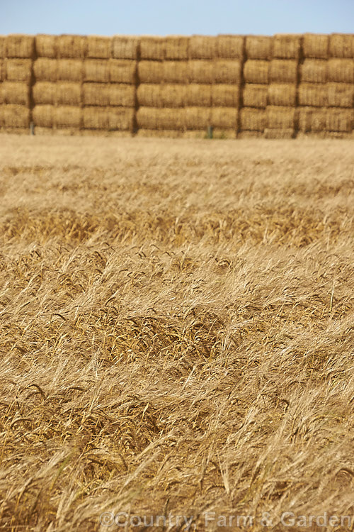 A field of ripe, ready to harvest barley with a large haystack in the background. Barley (<i>Hordeum vulgare</i>), along with wheat, maize and oats, is a major grain crop. It is widely used in animal feeds and its main use for human consumption is in producing malt and as an ingredient in multi-grain foods. Its germination time is just 1-3 days and the crop matures quite quickly, making it a better proposition in areas too cold for wheat or maize. hordeum-2292htm'>Hordeum. .