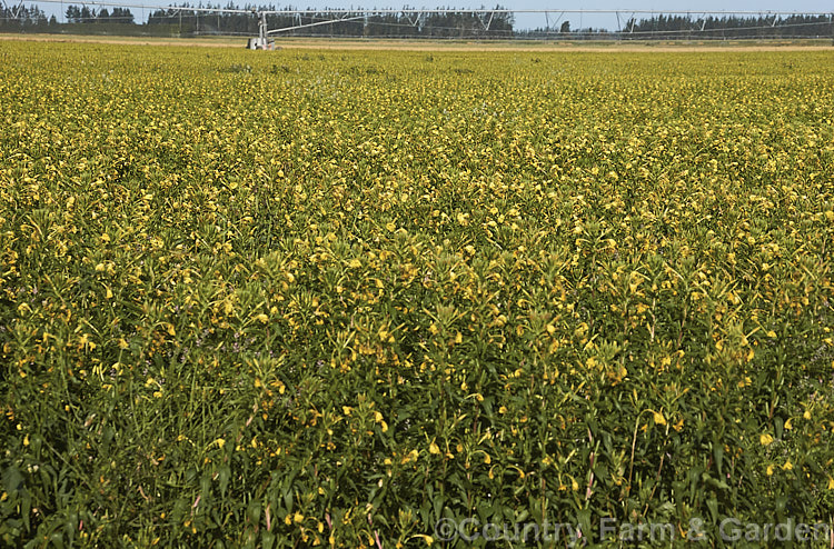 A field of Evening Primrose or German Rampion (<i>Oenothera biennis</i>), an annual or biennial native to eastern North America but now widely naturalised in the temperate zones. It can grow to as much as 15m tall and flowers through the warmer months. Evening primrose oil extracted from plants such as this commercial crop is used medicinally and in cosmetics. oenothera-3186htm'>Oenothera. <a href='onagraceae-plant-family-photoshtml'>Onagraceae</a>.