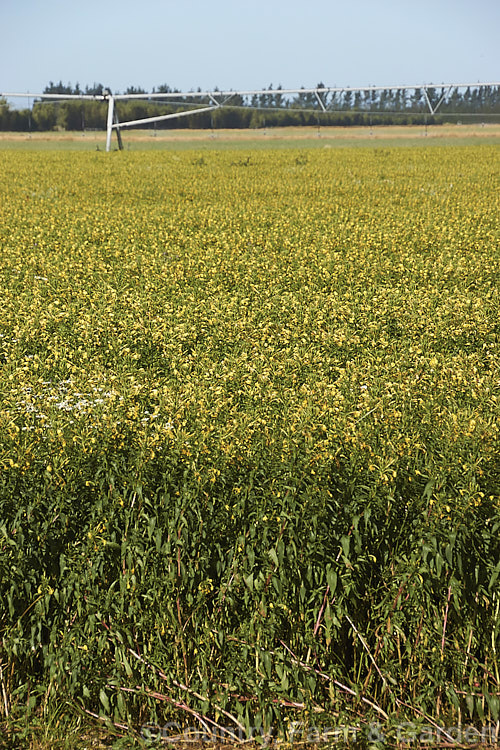 A field of Evening Primrose or German Rampion (<i>Oenothera biennis</i>), an annual or biennial native to eastern North America but now widely naturalised in the temperate zones. It can grow to as much as 15m tall and flowers through the warmer months. Evening primrose oil extracted from plants such as this commercial crop is used medicinally and in cosmetics. oenothera-3186htm'>Oenothera. <a href='onagraceae-plant-family-photoshtml'>Onagraceae</a>.