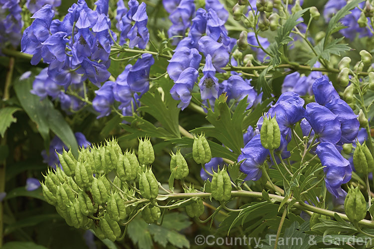 Monkshood, Wolf's Bane or Friar's Cap (<i>Aconitum napellus</i>), a summer- to autumn-flowering perennial that occurs naturally over much of the northern temperate region. Its stems can grow to over 1m tall, but often bend over under the weight of flowers once they begin to bloom. Extracts are used in some herbal medicine but the plant is quite toxic, potentially fatally. Order: Ranunculales, Family: Ranunculaceae