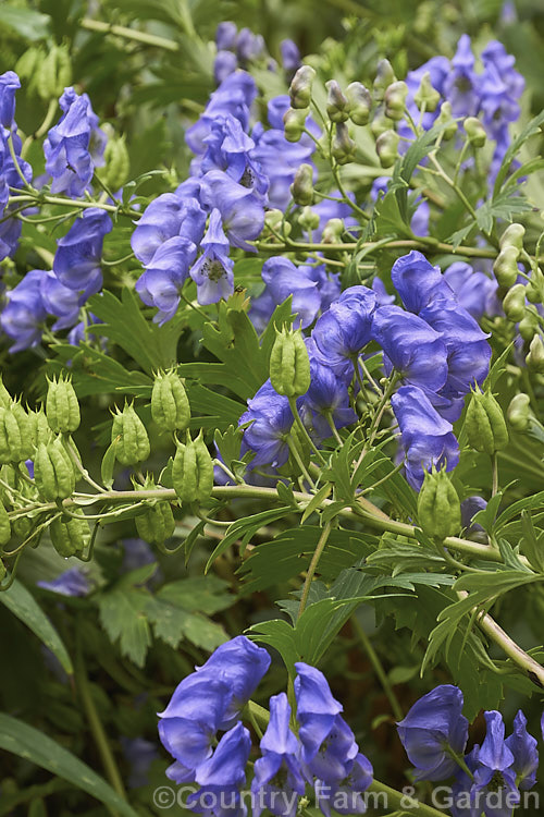 Monkshood, Wolf's Bane or Friar's Cap (<i>Aconitum napellus</i>), a summer- to autumn-flowering perennial that occurs naturally over much of the northern temperate region. Its stems can grow to over 1m tall, but often bend over under the weight of flowers once they begin to bloom. Extracts are used in some herbal medicine but the plant is quite toxic, potentially fatally. Order: Ranunculales, Family: Ranunculaceae