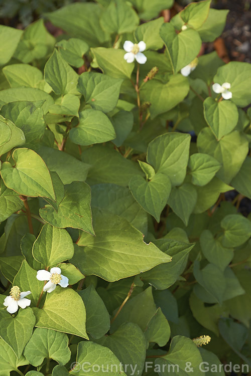 Fish. Mint, Lizard. Tail or Heartleaf (<i>Houttuynia cordata</i>), a summer-flowering perennial of moist, shady places that occurs naturally in Japan, Korea, southern China and into Southeast Asia. It grows to around 50cm high x 12m wide and can be invasive in suitably mild climates. The foliage is widely used as a culinary herb in Asia and it also has medicinal uses. houttuynia-3474htm'>Houttuynia. <a href='saururaceae-plant-family-photoshtml'>Saururaceae</a>.