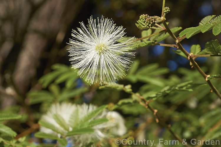 Powder. Puff. Tree or Snowflake. Acacia (<i>Calliandra portoricensis</i>), a shrub or small tree to about 6m tall It is found from southern Mexico to Panama and in the West Indies. calliandra-2621htm'>Calliandra.