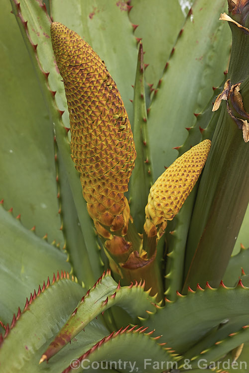 The developing flower buds of the Tilt-head. Aloe (<i>Aloe hexapetala [syn. Aloe speciosa]), a trunk-forming, sometimes tree-like, spring-flowering. South African succulent up to 3m tall. The toothed leaves can reach 80cm long and the inflorescences, which are unbranched but clustered, are up to 50cm long. Order: Asparagales, Family: Asphodelaceae