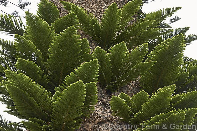 Young foliage of a Norfolk Pine (<i>Araucaria heterophylla</i>) growing directly from the lower trunk. Endemic to Norfolk Island, this tree has the unusual habit of being very upright despite constant exposure to wind, which makes it a very popular coastal tree in areas that are mild enough to support it. Order: Pinales, Family: Araucariaceae