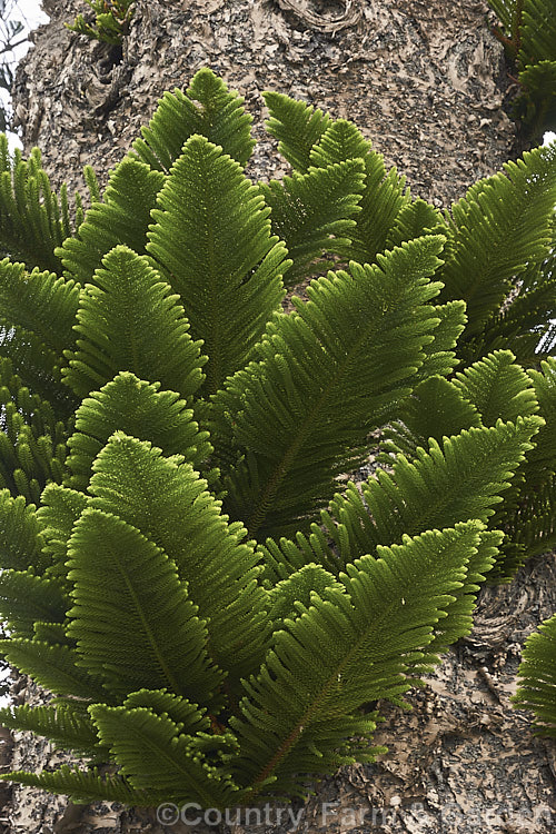 Young foliage of a Norfolk Pine (<i>Araucaria heterophylla</i>) growing directly from the lower trunk. Endemic to Norfolk Island, this tree has the unusual habit of being very upright despite constant exposure to wind, which makes it a very popular coastal tree in areas that are mild enough to support it. Order: Pinales, Family: Araucariaceae