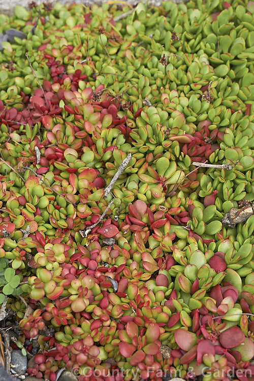 Crassula pubescens subsp. radicans, low, spreading succulent that produces sprays of tiny cream and pink flowers. The species has foliage covered in fine but subspecies radicans is usually hairless and has strongly red-tinted leaves. crassula-2829htm'>Crassula. <a href='crassulaceae-plant-family-photoshtml'>Crassulaceae</a>.