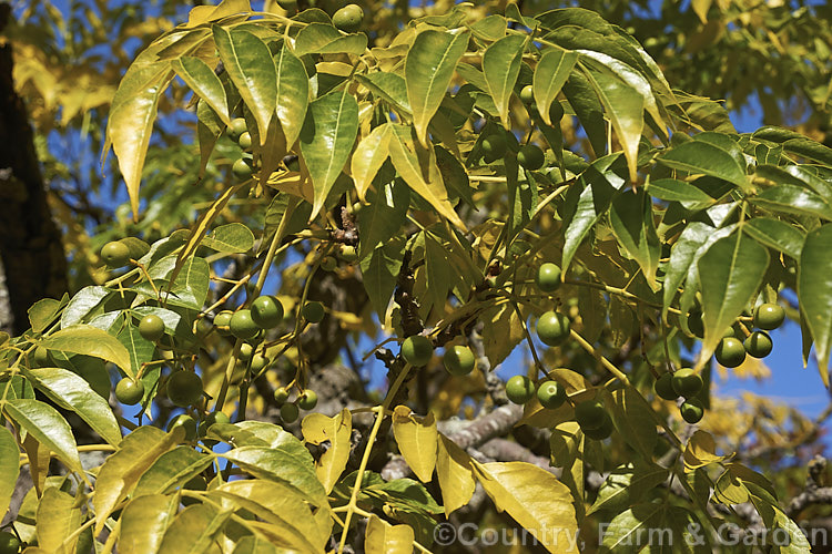 The autumn foliage and fruit of the Indian. Bead. Tree or Persian. Lilac (<i>Melia azederach</i>), 15m tall, spring- to early summer-flowering deciduous tree native to northern India and China. The fruits of this tree are yellow-green when fully ripe and are used to produce natural insecticides and fungicides. They may also have medicinal properties. They have long been used in Chinese medicine. melia-3135htm'>Melia. <a href='meliaceae-plant-family-photoshtml'>Meliaceae</a>.