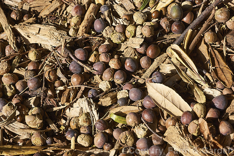 The fallen leaves and fruit of the Hinau (<i>Elaeocarpus dentatus</i>), an evergreen spring-flowering tree native to New Zealand It grows to as much as 18m tall, though it is usually considerably smaller in cultivation. The sprays of small white flowers are followed by olive-sized fruits that become reddish-purple when ripe. elaeocarpus-2062htm'>Elaeocarpus. <a href='elaeocarpaceae-plant-family-photoshtml'>Elaeocarpaceae</a>.