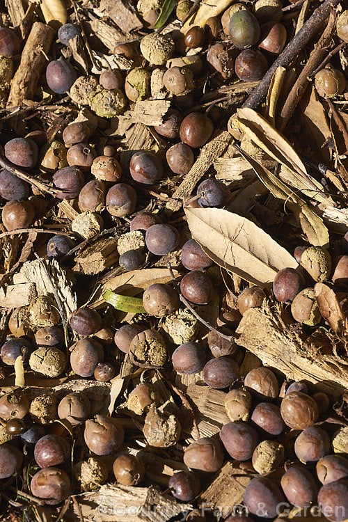 The fallen leaves and fruit of the Hinau (<i>Elaeocarpus dentatus</i>), an evergreen spring-flowering tree native to New Zealand It grows to as much as 18m tall, though it is usually considerably smaller in cultivation. The sprays of small white flowers are followed by olive-sized fruits that become reddish-purple when ripe. elaeocarpus-2062htm'>Elaeocarpus. <a href='elaeocarpaceae-plant-family-photoshtml'>Elaeocarpaceae</a>.