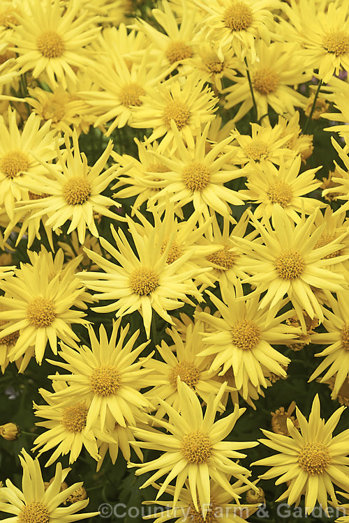 One of the many cultivars of spray chrysanthemum (<i>Chrysanthemum x morifolium cultivars</i>). These small-flowered forms are grown as pot plants and are also very popular as cut flowers for posies and buttonholes. Chrysanthemum classification is rather confused and you may also find plants listed under Dendranthema x grandiflorum or Chrysanthemum hortorum. Order: Asterales, Family: Asteraceae