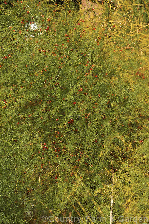 The autumn foliage and berries of Asparagus (<i>Asparagus officinalis</i>), a widely cultivated herbaceous perennial with edible new spring shoots that was originally native to Eurasia and North Africa. asparagus-2372htm'>Asparagus.