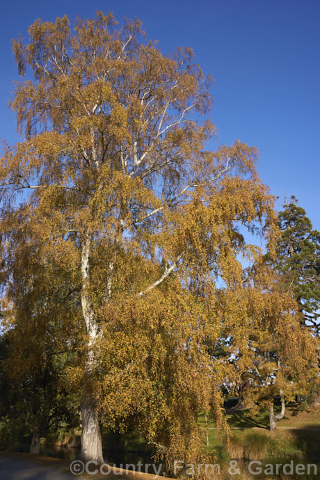 The Silver Birch (<i>Betula pendula</i>) in autumn. This extremely hardy Eurasian tree is widely cultivated for its silver-grey bark. As seen here, its foliage often colours well in autumn. betula-2077htm'>Betula. <a href='betulaceae-plant-family-photoshtml'>Betulaceae</a>.