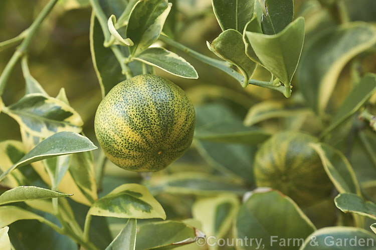 Centennial. Kumquat (<i>Citrus japonica [syn. Fortunella japonica] 'Centennial'), a variegated cultivar of an evergreen shrub native to southern China. It grows to around 3m tall and usually carries a heavy crop of very small mandarin-like fruits that can be eaten whole without peeling. The fruits are also variegated and are usually at their most attractive before they are fully ripe, when the pattern is most apparent. Because the fruit can be quite bitter it is more often used in cooking than eaten raw, especially in savoury dishes. The kumquat is among the hardiest of the citrus fruits. citrus-2140htm'>Citrus.