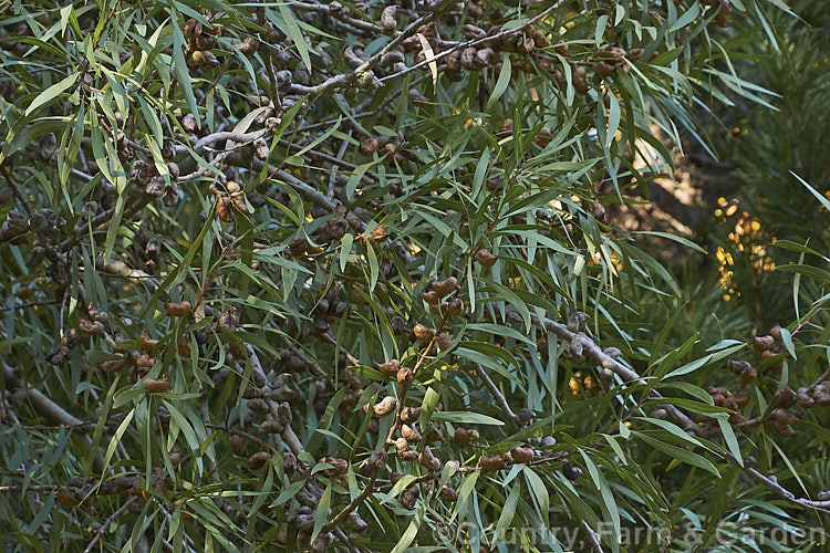 TreeHakea (<i>Hakea eriantha</i>), a shrub or small tree growing to around 6m tall A native of eastern Australia, It is mainly cultivated for its slightly weeping growth habit and attractive willowy foliage. The unusual beaked fruit is clearly visible in this image. Order: Proteales, Family: Proteaceae