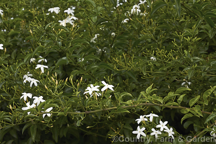 Azores. Jasmine (<i>Jasminum azoricum</i>), a sweetly scented shrub or scrambling climber native to the Azores. It is rather frost tender but does well in any mild temperate to subtropical climate. jasminum-2201htm'>Jasminum. <a href='oleaceae-plant-family-photoshtml'>Oleaceae</a>.