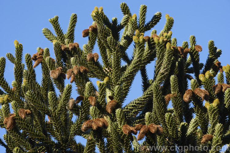 Monkey Puzzle (<i>Araucaria araucana</i>) with seed and pollen cones. This ancient conifer is native to central Chile and northern Patagonia. It has stiff, sharply pointed triangular leaves and huge cones. Order: Pinales, Family: Araucariaceae