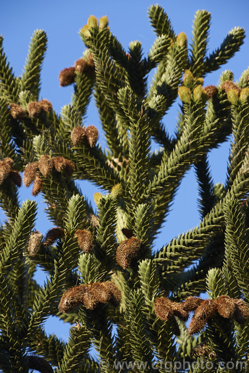 Monkey Puzzle (<i>Araucaria araucana</i>) with seed and pollen cones. This ancient conifer is native to central Chile and northern Patagonia. It has stiff, sharply pointed triangular leaves and huge cones. Order: Pinales, Family: Araucariaceae