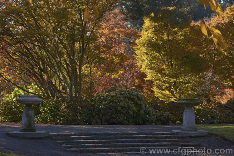 A stand of Japanese maples (<i>Acer palmatum</i>) in their late autumn foliage. The Japanese Maple is a widely cultivated 8m tall deciduous tree from Japan and Korea. There are many cultivated forms that display a huge range of foliage forms, colours and plant sizes. Order: Sapindales, Family: Sapindaceae