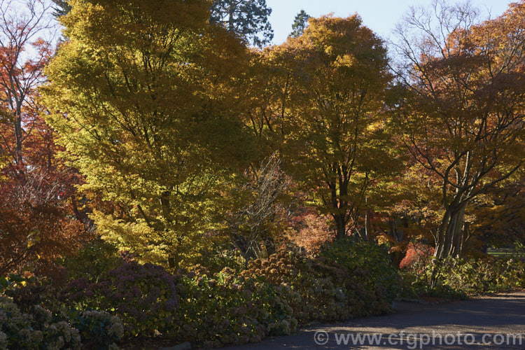 A stand of Japanese maples (<i>Acer palmatum</i>) in their late autumn foliage. The Japanese Maple is a widely cultivated 8m tall deciduous tree from Japan and Korea. There are many cultivated forms that display a huge range of foliage forms, colours and plant sizes. Order: Sapindales, Family: Sapindaceae