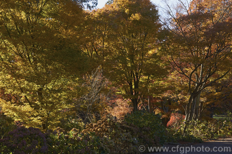 A stand of Japanese maples (<i>Acer palmatum</i>) in their late autumn foliage. The Japanese Maple is a widely cultivated 8m tall deciduous tree from Japan and Korea. There are many cultivated forms that display a huge range of foliage forms, colours and plant sizes. Order: Sapindales, Family: Sapindaceae