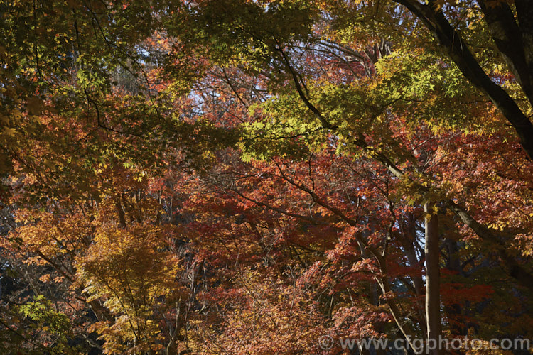 A stand of Japanese maples (<i>Acer palmatum</i>) in their late autumn foliage. The Japanese Maple is a widely cultivated 8m tall deciduous tree from Japan and Korea. There are many cultivated forms that display a huge range of foliage forms, colours and plant sizes. Order: Sapindales, Family: Sapindaceae