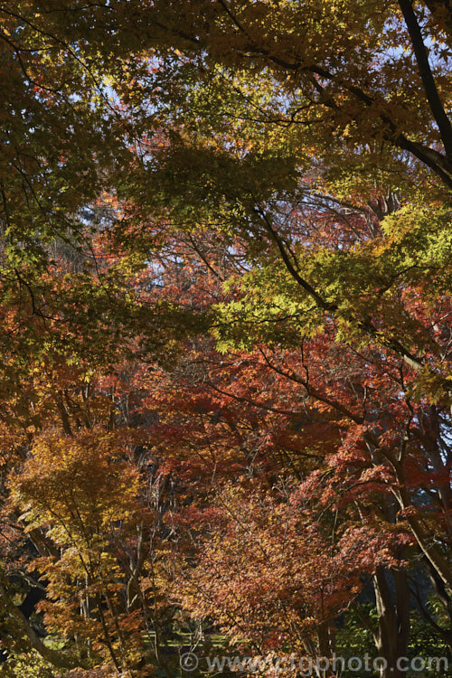 A stand of Japanese maples (<i>Acer palmatum</i>) in their late autumn foliage. The Japanese Maple is a widely cultivated 8m tall deciduous tree from Japan and Korea. There are many cultivated forms that display a huge range of foliage forms, colours and plant sizes. Order: Sapindales, Family: Sapindaceae