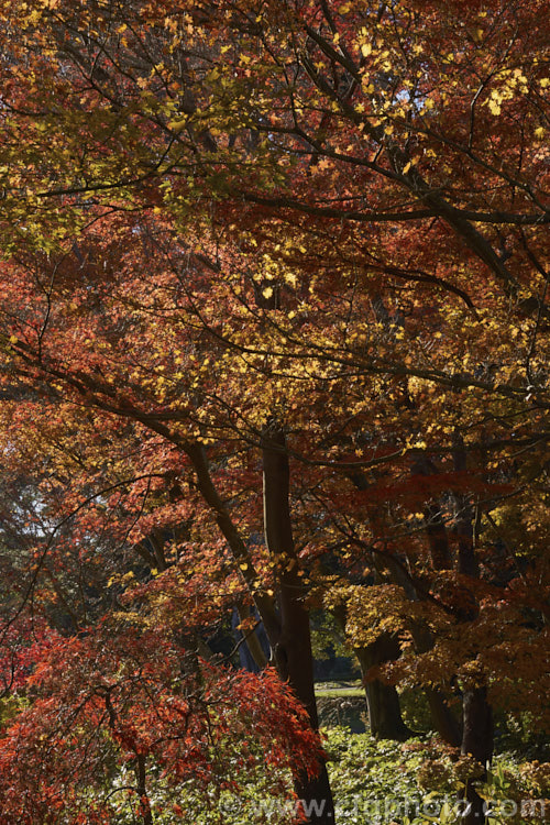 A stand of Japanese maples (<i>Acer palmatum</i>) in their late autumn foliage. The Japanese Maple is a widely cultivated 8m tall deciduous tree from Japan and Korea. There are many cultivated forms that display a huge range of foliage forms, colours and plant sizes. Order: Sapindales, Family: Sapindaceae