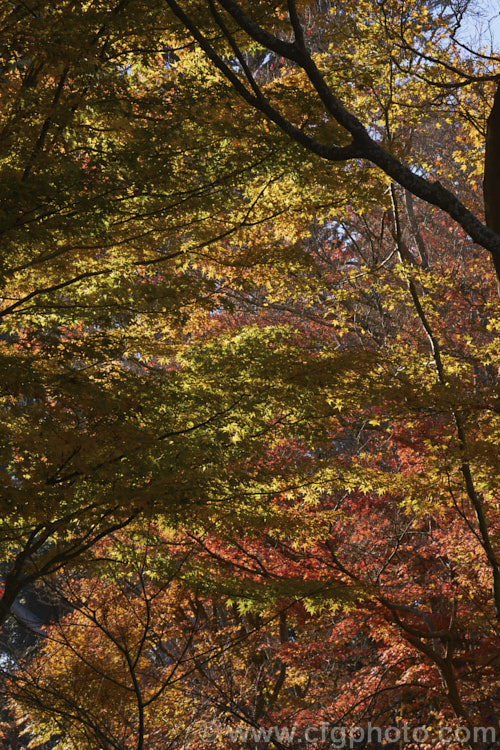 A stand of Japanese maples (<i>Acer palmatum</i>) in their late autumn foliage. The Japanese Maple is a widely cultivated 8m tall deciduous tree from Japan and Korea. There are many cultivated forms that display a huge range of foliage forms, colours and plant sizes. Order: Sapindales, Family: Sapindaceae