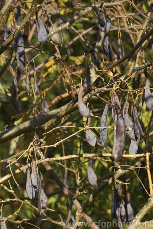 Chinese Honey. Locust or Soap. Pod (<i>Gleditsia sinensis</i>) in winter. This fiercely thorny, 10-15m tall, deciduous tree is native to China and Korea. It has pinnate leaves up to 30cm long and its purplish seedpods, visible here, are rich in saponins and have long been used to produce soap where the tree occurs naturally. The thorns which emerge in branched clusters from the trunk have local medicinal uses. gleditsia-2289htm'>Gleditsia.