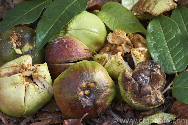 The fallen fruits of <i>Camellia yunnanensis</i>, a species from south-western China that is often seen as a shrub around 1.8m high, but which can eventually become tree-like and up to 7m tall Its flowers are large and have very conspicuous stamens. Order: Ericales, Family: Theaceae