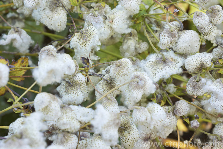 The open seedheads of Japanese Anemone (<i>Anemone scabiosa [syns. Anemone hupehensis var. japonica, Anemone x hybrida, Anemone japonica]), an autumn-flowering perennial native to Japan and China. Order: Ranunculales, Family: Ranunculaceae