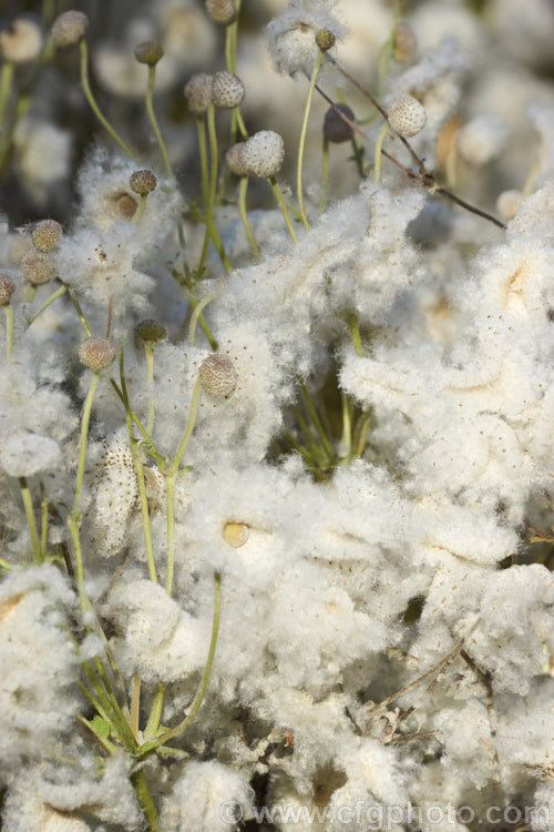 The open seedheads of Japanese Anemone (<i>Anemone scabiosa [syns. Anemone hupehensis var. japonica, Anemone x hybrida, Anemone japonica]), an autumn-flowering perennial native to Japan and China. Order: Ranunculales, Family: Ranunculaceae