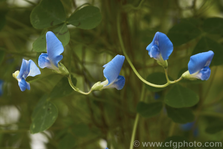 Shamrock. Pea (<i>Parochetus communis</i>), a long-flowering perennial from the Himalayas, warm-temperate Asia and the mountains of Africa and Asia. It has a sprawling habit and in cultivation is often grown in a hanging basket. parochetus-3202htm'>Parochetus.