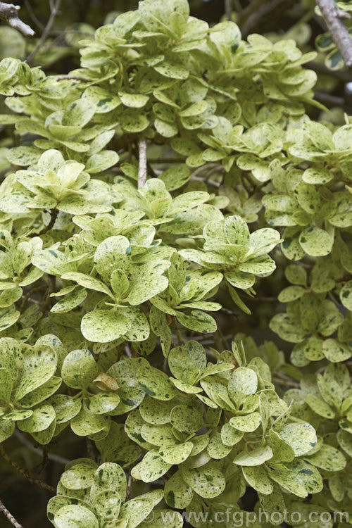 The almost entirely cream flecked foliage form often seen as a sport on the Coprosma repens cultivar 'Marble. Queen'. Cultivars labelled as 'Marble. King' or 'Marble. Chips' seem to be very similar and can all be considered to be forms of 'Marble. Queen', which is a cultivar of the Taupata or Mirror. Bush, a glossy-leaved evergreen shrub or small tree of coastal New Zealand from midway up the South Island northwards. It is very tolerant of salt spray because of its waxy foliage. Order: Gentianales, Family: Rubiaceae