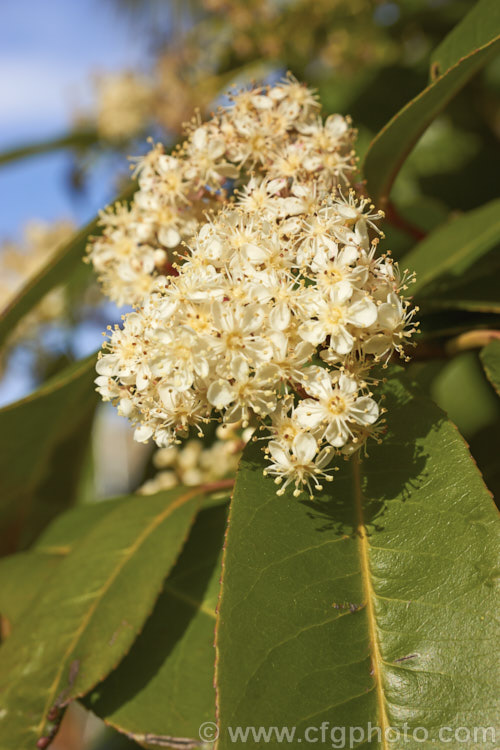 Photinia serratifolia (syn. Photinia serrulata</i>), an evergreen shrub or tree up to 12m tall. Native to China and Taiwan, it has coppery red young growth and produces these cream flowerheads, mainly in late winter and spring. Order: Rosales, Family: Rosaceae