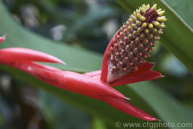 The developing fruit of Billbergia amoena, a bromeliad native to Brazil that forms a tall vase of leaves, often white-mottled and flushed red. The arching flower stems can be up to 1m long and the flowers are made more colourful by the pinkish red bracts that enclose them. billbergia-2602htm'>Billbergia.