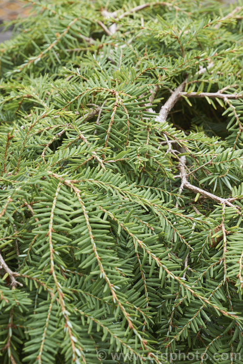 Tsuga canadensis 'Cole's Prostrate' (syn 'Cole'), a prostrate, spreading, dwarf form of the Eastern Hemlock, an evergreen coniferous tree native to North America. The species can grow to 40m tall, but 'Cole's Prostrate' rarely exceeds 60cm high, though it can grow to 25m wide. tsuga-3376htm'>Tsuga. <a href='pinaceae-plant-family-photoshtml'>Pinaceae</a>.