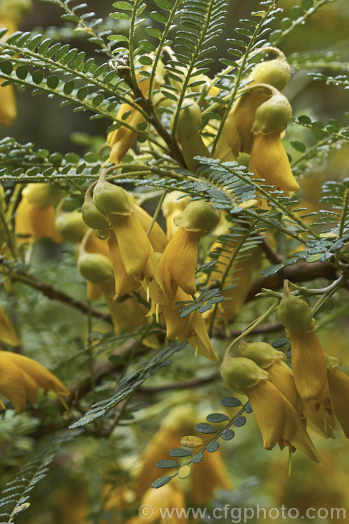 Sophora molloyi 'Dragon's Gold', an early-flowering cultivar of the Cook. Strait. Kowhai (<i>Sophora molloyi</i>), which was formerly classified as a form of Sophora microphylla and recognised as a distinct species only in 2001. It is a near evergreen shrub up to around 2m high and wide. It occurs on the islands of Cook. Strait and nearby parts of coastal. Marlborough, New Zealand. The flowers of 'Dragon's Gold' open from late autumn while those of the species bloom from late winter. sophora-2142htm'>Sophora.