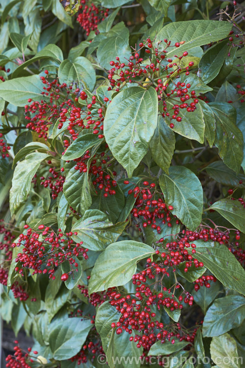 Viburnum japonicum, a spring-flowering evergreen, glossy-leaved viburnum native to Japan. It grows to around 18m high and the spring-borne white flowerheads are followed by ovoid red berries that often last well into winter. viburnum-2081htm'>Viburnum.. viburnum-2081htm'>Viburnum. <a href='adoxaceae-plant-family-photoshtml'>Adoxaceae</a>.