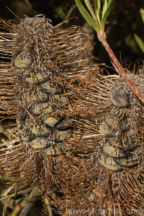 The seed cone of Banksia spinulosa var. collina (syn. Banksia collina</i>), a native of New South Wales and Queensland, Australia and found as far north as Cairns. Order: Proteales, Family: Proteaceae